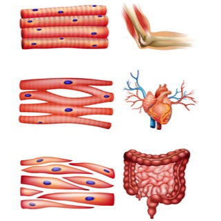 أنواع الياف العضلات